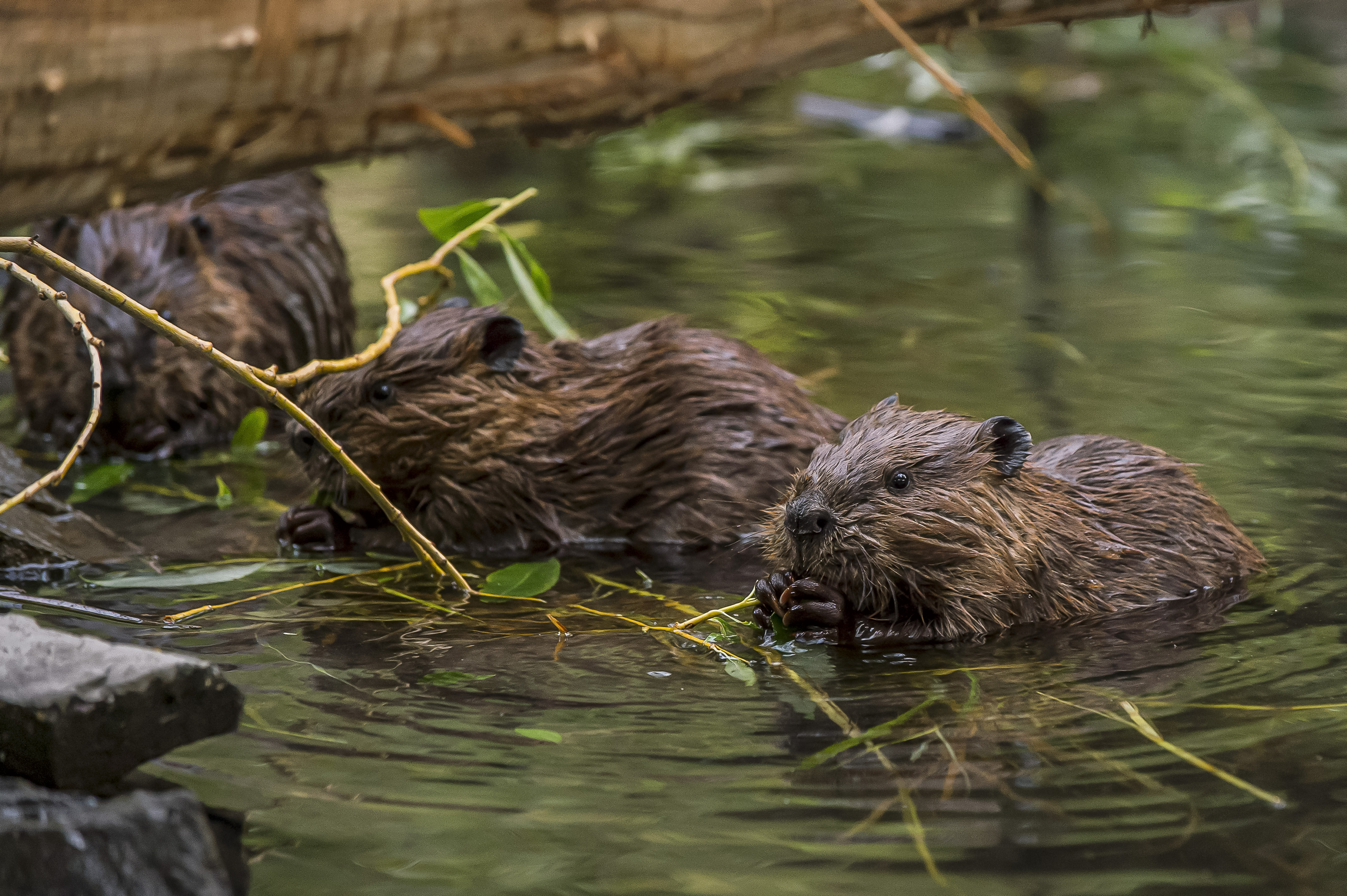 A Very Special Moment