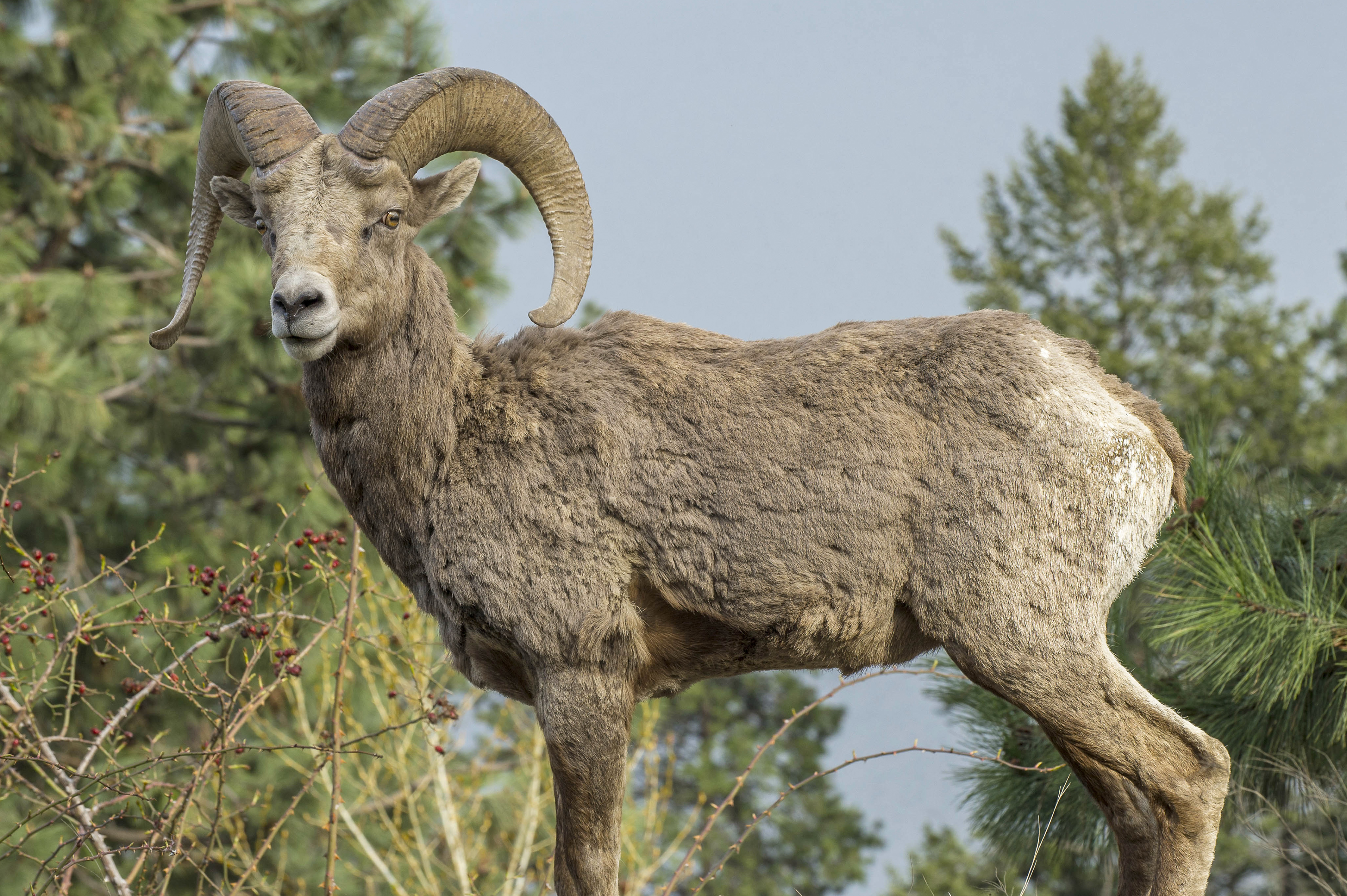 Bighorn Sheep