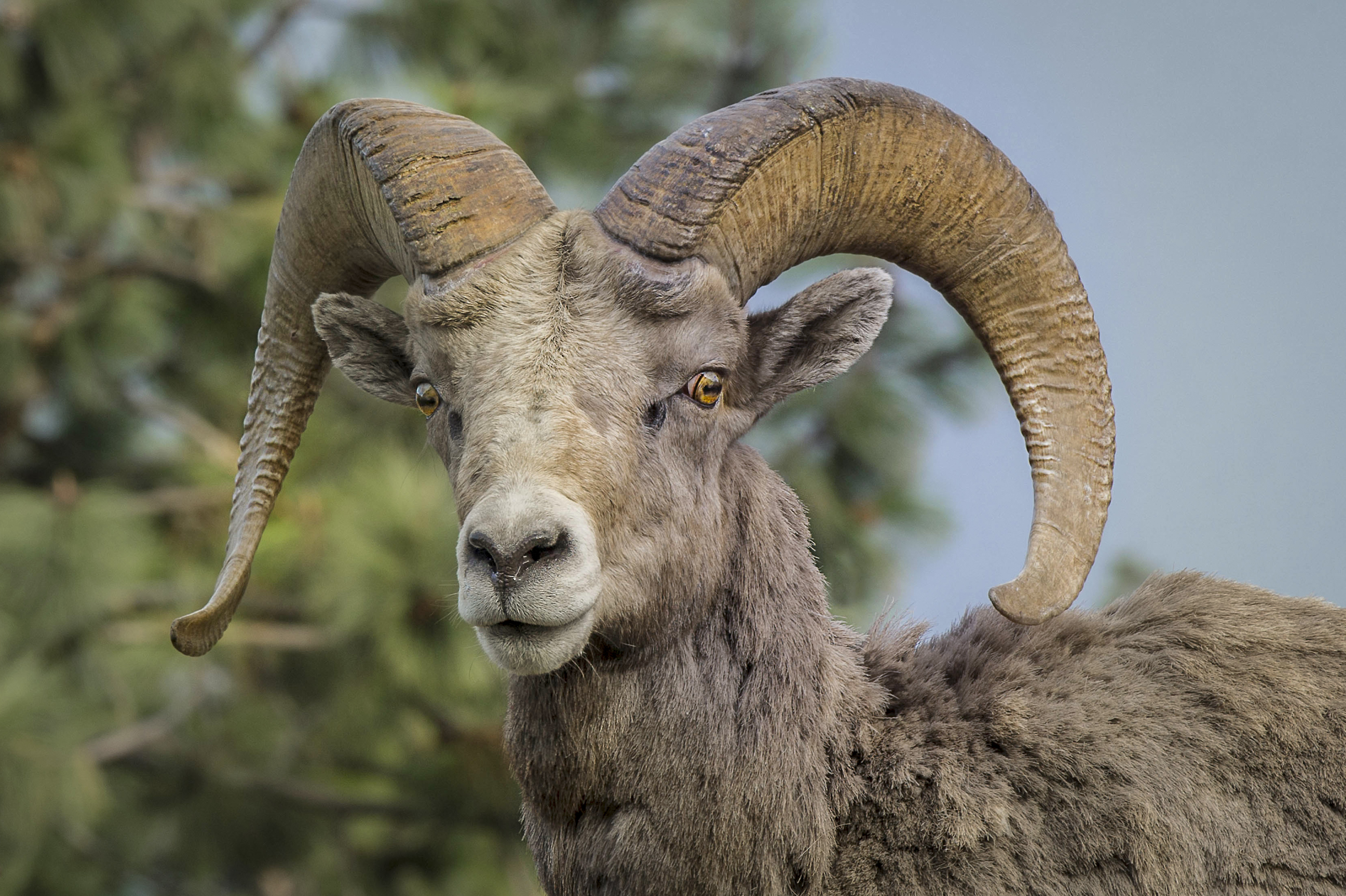 A Bighorn Sheep