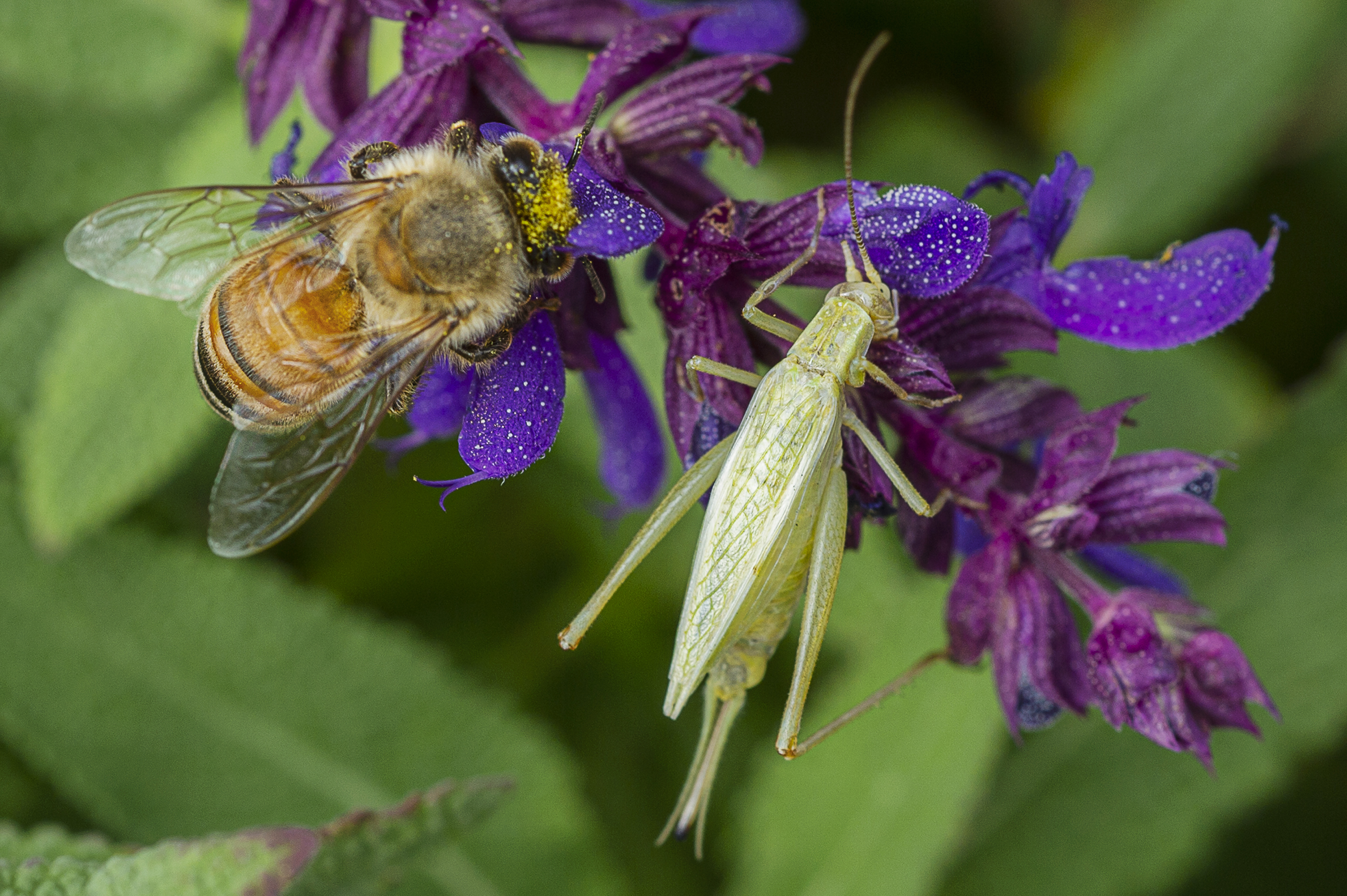 Honey Bee and Katydid
