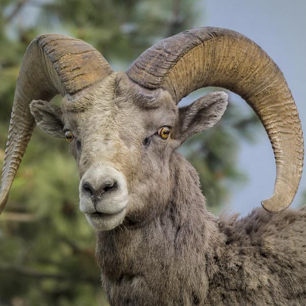 A Bighorn Sheep