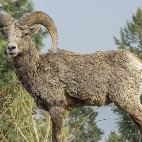Bighorn Sheep
