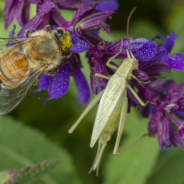 Honey Bee and Katydid