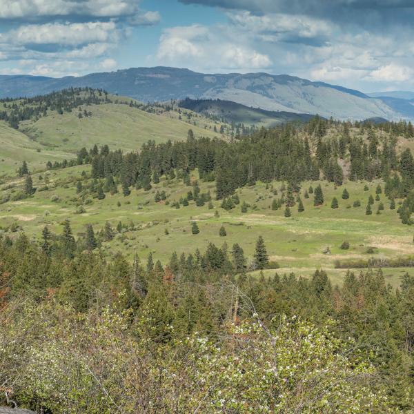 Predator Ridge Panorama